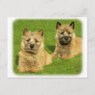 Cairn Terrier puppies 9W048D-035 Postcard