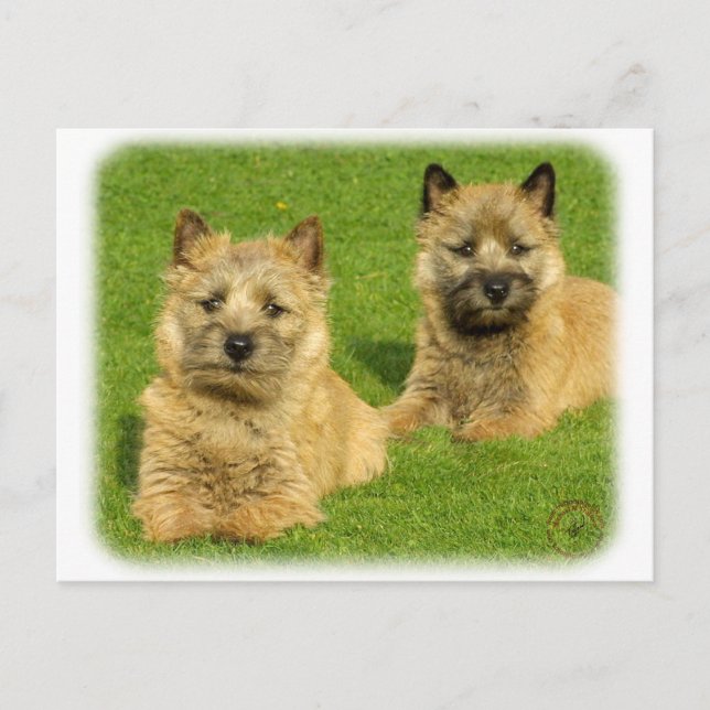 Cairn Terrier puppies 9W048D-035 Postcard (Front)