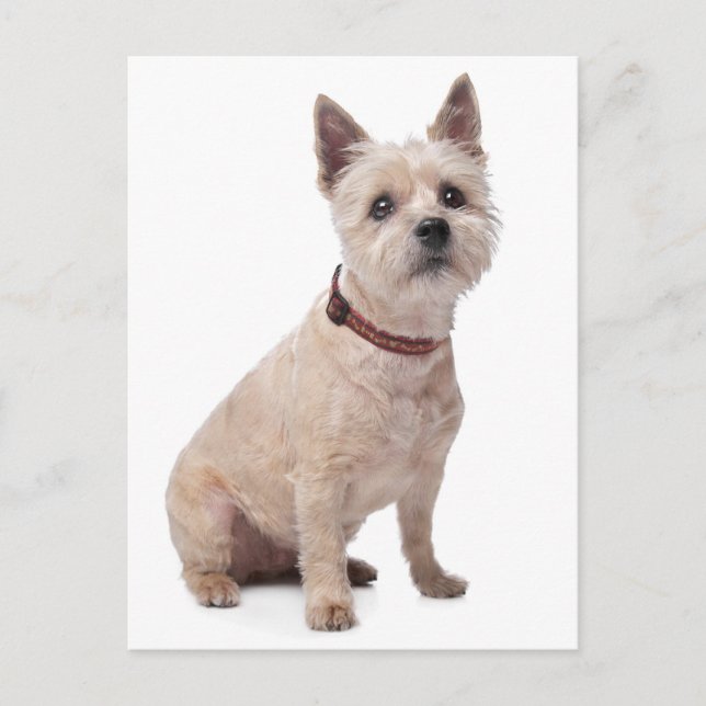 Cairn Terrier Puppy Dog Blank Greeting Post Card (Front)