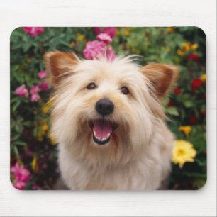 Cairn Terrier Puppy Dog Computer Mousepad