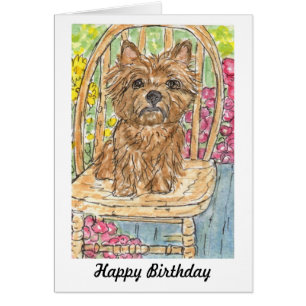 Cairn Terrier sitting in garden birthday card