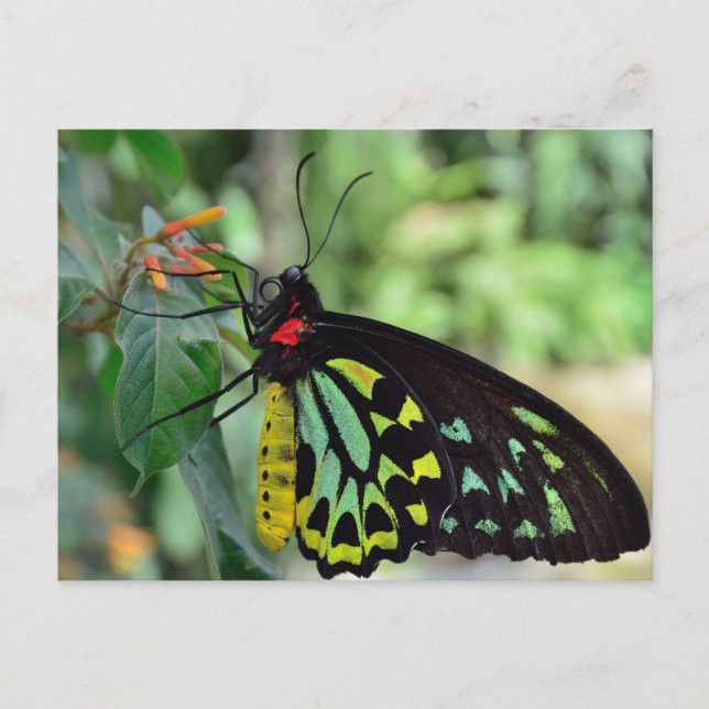 Cairns Birdwing Butterfly Photo Postcard (Front)