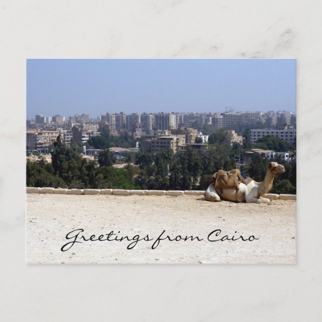 cairo camel postcard (Front)