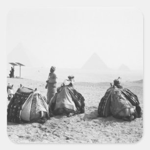 Cairo Egypt, Camel Jockeys Giza Pyramids (NR) Square Sticker