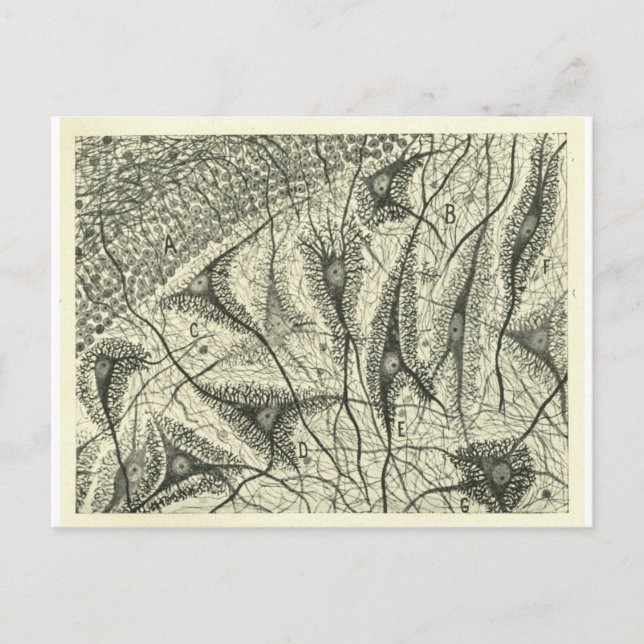 Cajal's Neurons 4 Postcard (Front)