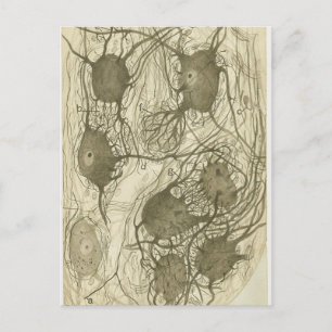 Cajal's neurons 6 postcard