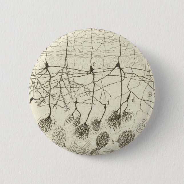 Cajal's Neurons 8 2 Inch Round Button (Front)