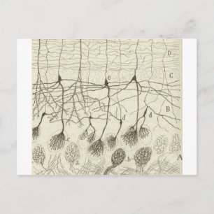 Cajal's Neurons 8 Postcard
