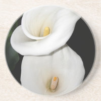 Cala Lilies