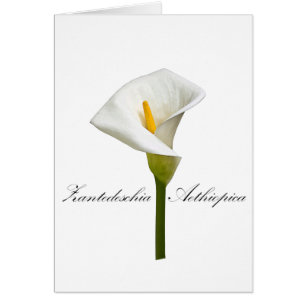Cala Lily