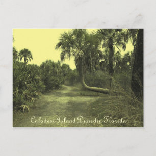 Caladesi Island Dunedin Fl Postcard