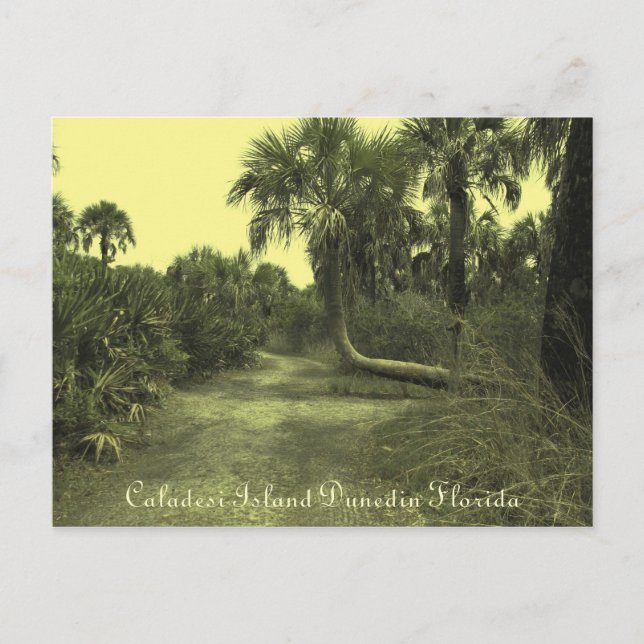 Caladesi Island Dunedin Fl Postcard (Front)