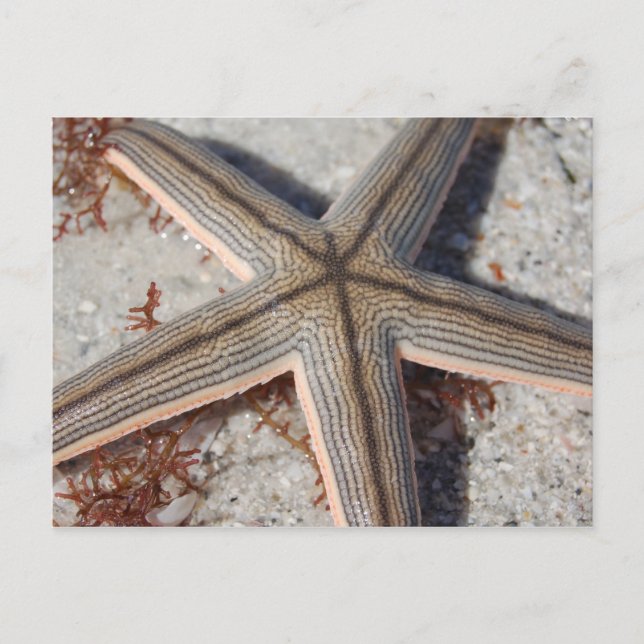Caladesi Island Starfish Postcard (Front)