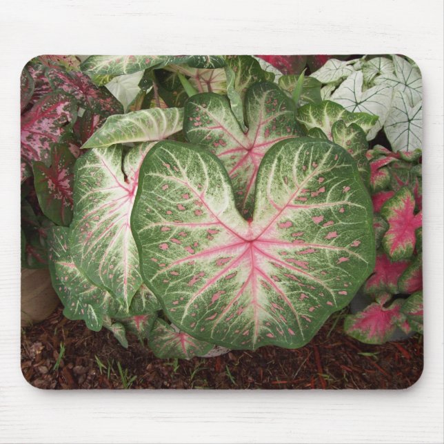 Caladium Galaxy Mouse Pad (Front)