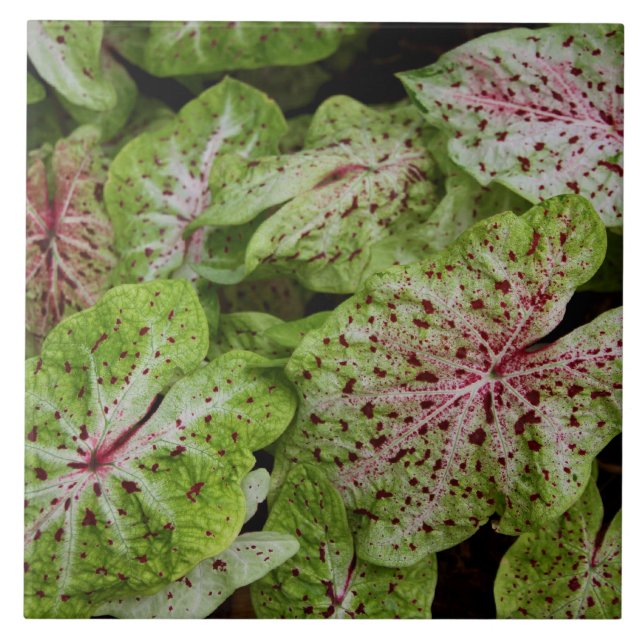 Caladium Gingerland Tile (Front)