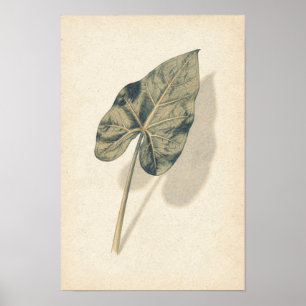Caladium Leaf Botanical Study Poster
