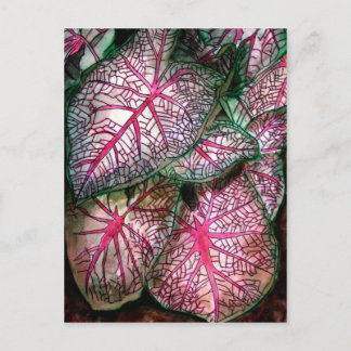 caladiums-large postcard