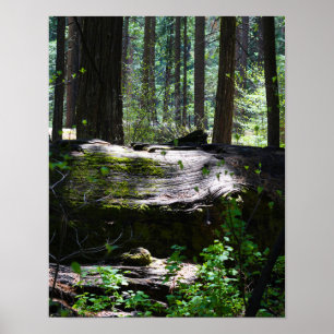 Calaveras Big Trees, Fallen Tree Poster