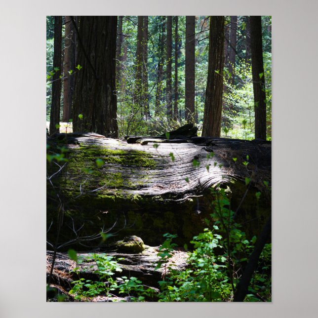 Calaveras Big Trees, Fallen Tree Poster (Front)
