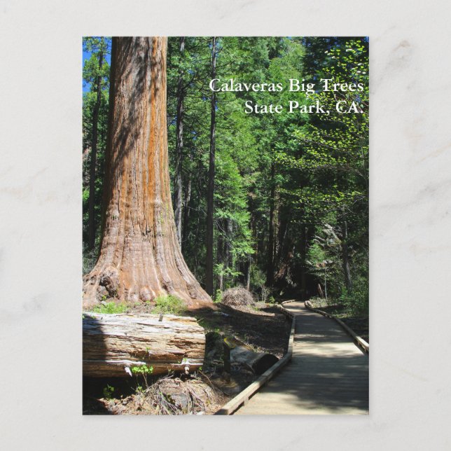 Calaveras Big Trees State Park, CA. Postcard (Front)