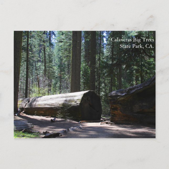 Calaveras Big Trees State Park, CA. Postcard (Front)
