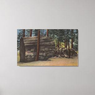 Calaveras Big Trees State Park Canvas Print