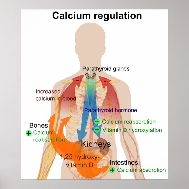 Calcium Regulation in the Human Body Chart (Front)