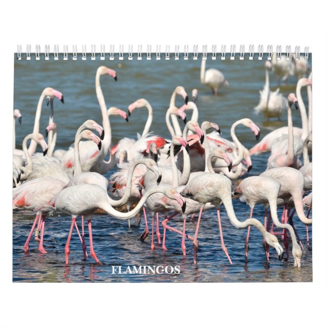 Calendar 2023 Flamingos (Cover)