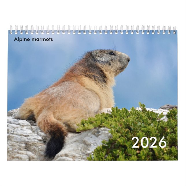 Calendar 2023 of Alpine marmots (Cover)