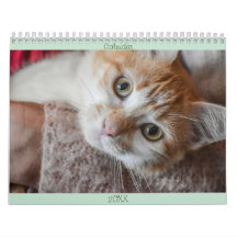 Calendar English and USA Cute Beautiful Cats