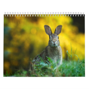Calendar Rabbit Hare, Calendar Rabbit Hares