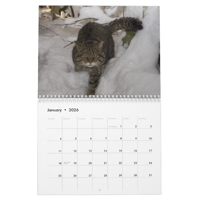Calendar - Scottish wildcat (Jan 2026)