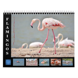Calendrier 12 mois flamants