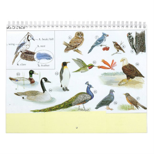 Calendrier 1 d'oiseau (Protection)