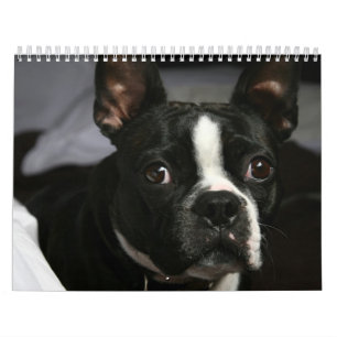 Calendrier 2009 de Boston Terrier