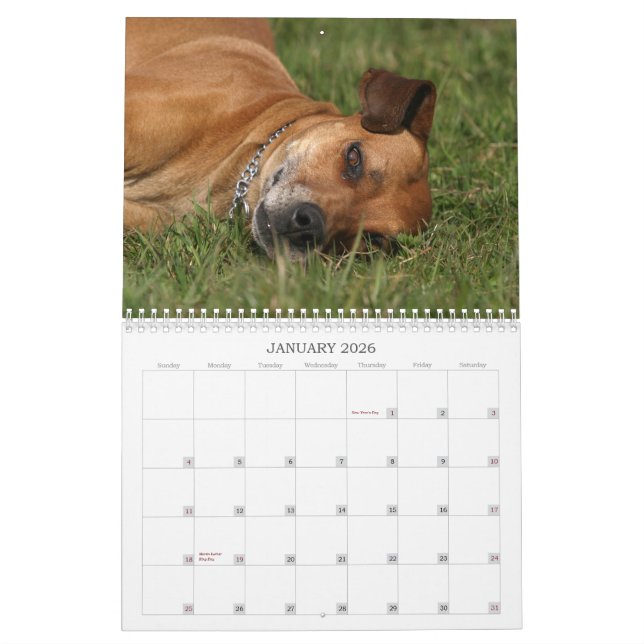 Calendrier 2011 de Rhodesian Ridgeback (Jan 2026)