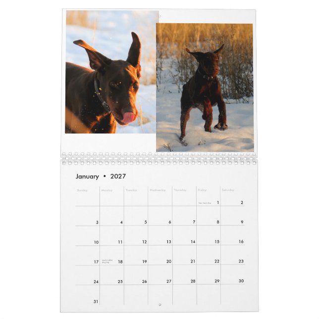 Calendrier 2012 de chiot de dobermann (Jan 2027)