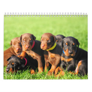 Calendrier 2013 de chiot de dobermann