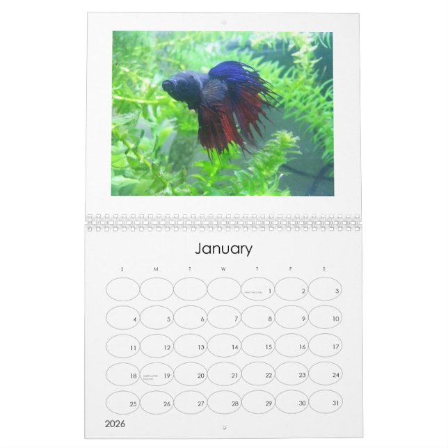 Calendrier 2013 de poissons de Betta (Jan 2026)