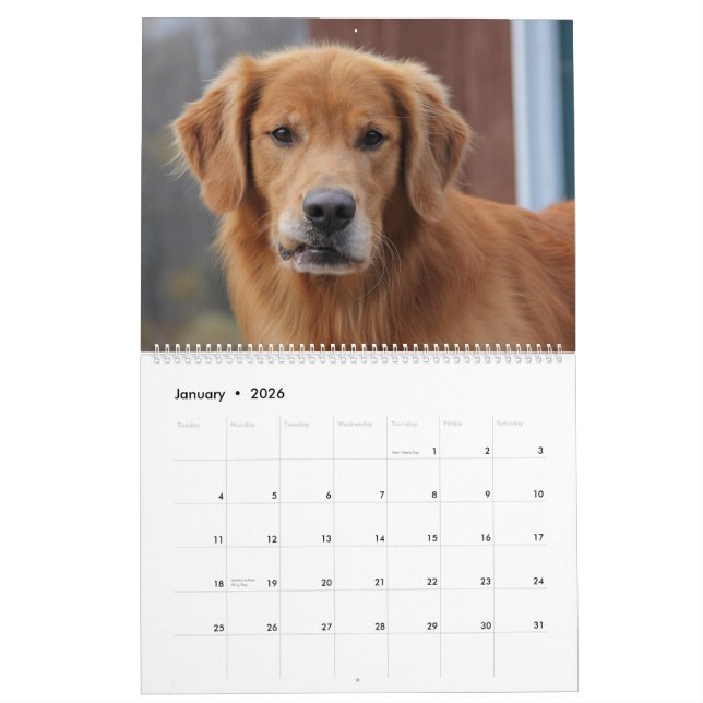 Calendrier 2015 8 golden retriever Caledar de mille (Jan 2026)