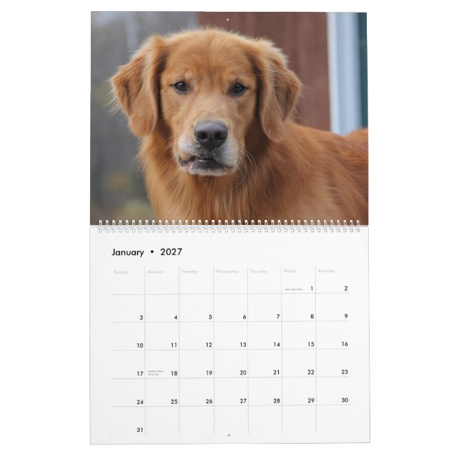 Calendrier 2015 8 golden retriever Caledar de mille (Jan 2027)