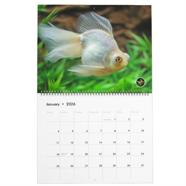Calendrier 2016 surdimensionné de poisson rouge (Jan 2026)