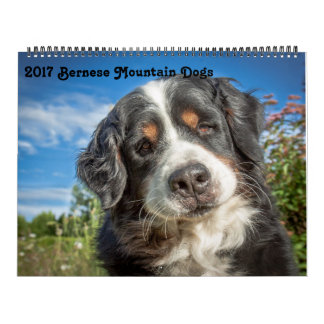 Calendrier 2017 de chiens de montagne de Bernese