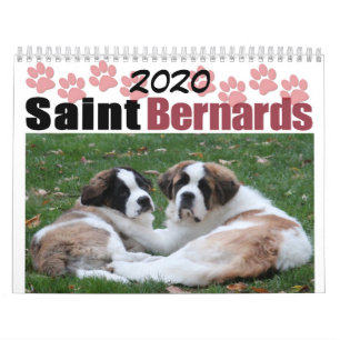 Calendrier 2020 Cute Chien race Saint Bernard Puppy