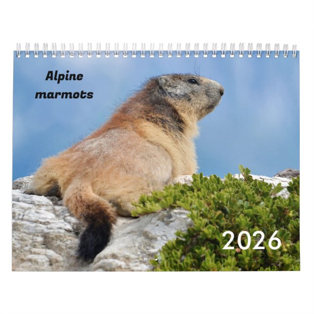 Calendrier 2023 des marmottes alpines (Protection)