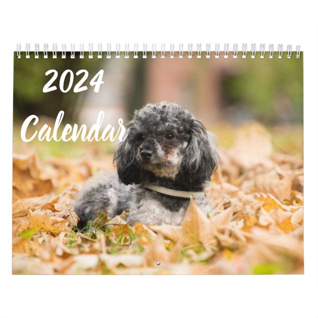 Calendrier 2024 mignon Poodle Chien Images (Protection)