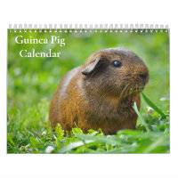 Calendrier 2025 des porcs de Guinée