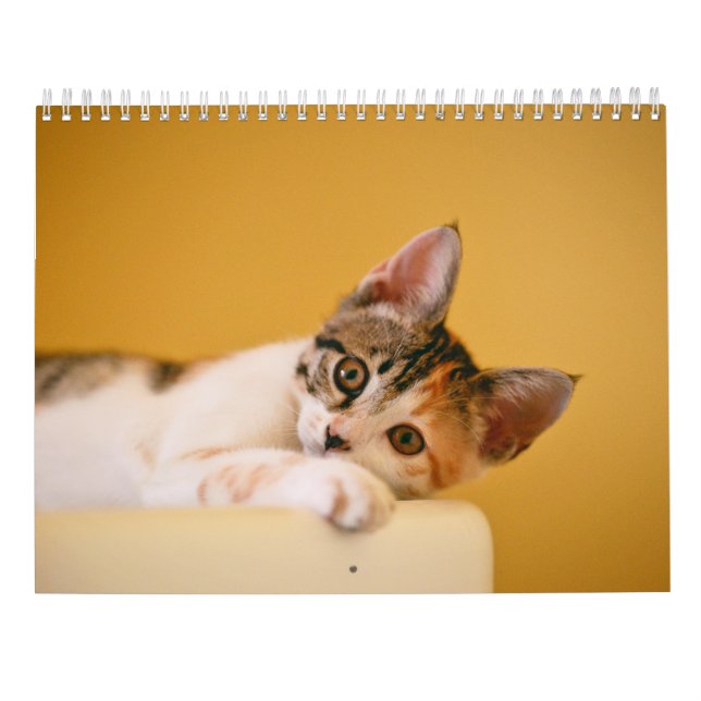 Calendrier 2025 Paws and Whiskers (Dos)