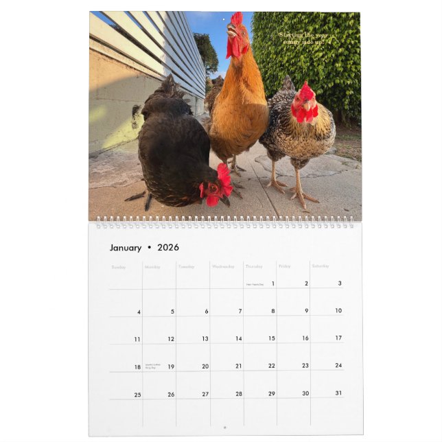 Calendrier 2026 Neighborhood Chicken Calendar - Large (Jan 2026)