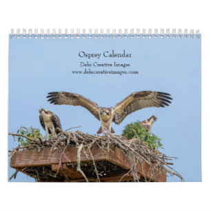 Calendrier 2027 Adirondack Balbuzard Photographie de Rapace